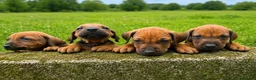 Rhodesian Ridgeback dogs for sale: KC RHODESIAN RIDGEBACK PUPPIES FOR SALE  in Carlisle - Advert 1