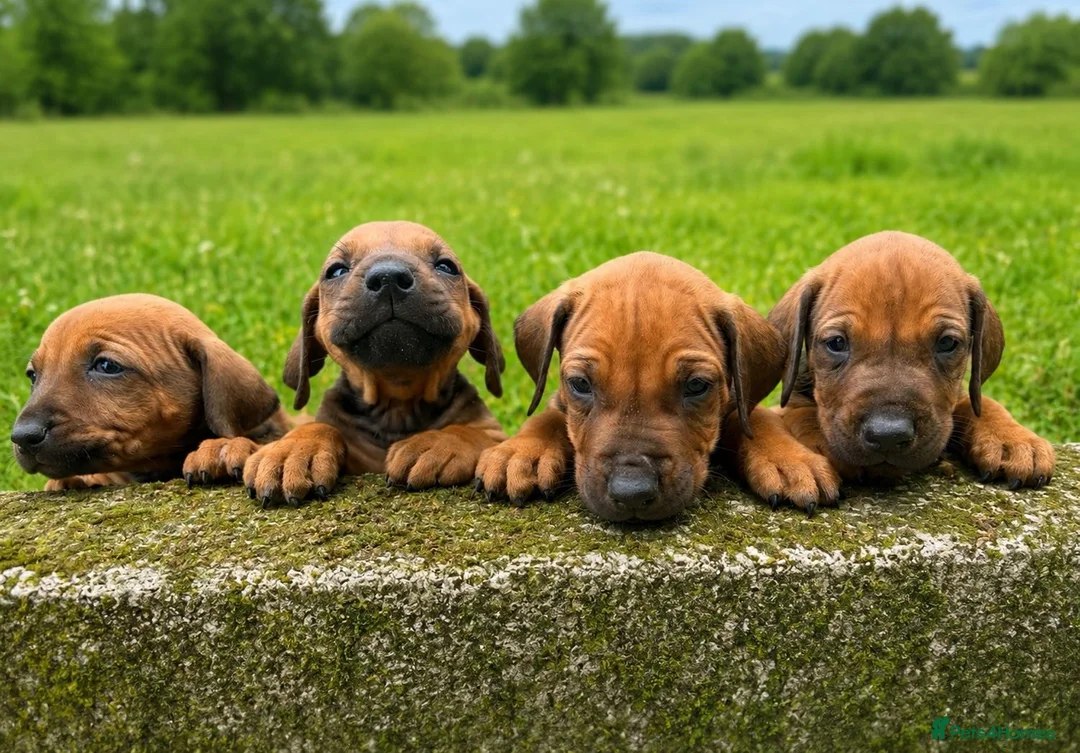 Rhodesian Ridgeback dogs for sale: KC RHODESIAN RIDGEBACK PUPPIES FOR SALE  in Carlisle - Advert 1