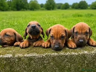 Rhodesian Ridgeback dogs KC RHODESIAN RIDGEBACK PUPPIES FOR SALE - Advert 2