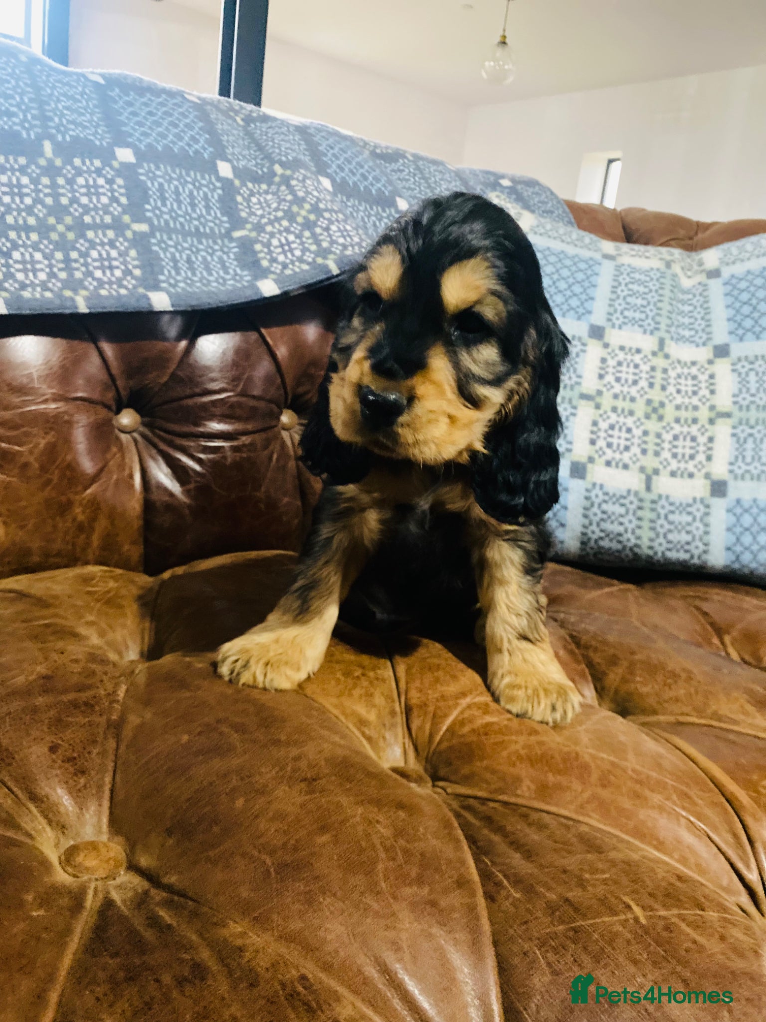 Cocker Spaniel dogs 1💚remaining KC/Healthtested parents. Show type 🌸 - Advert 1