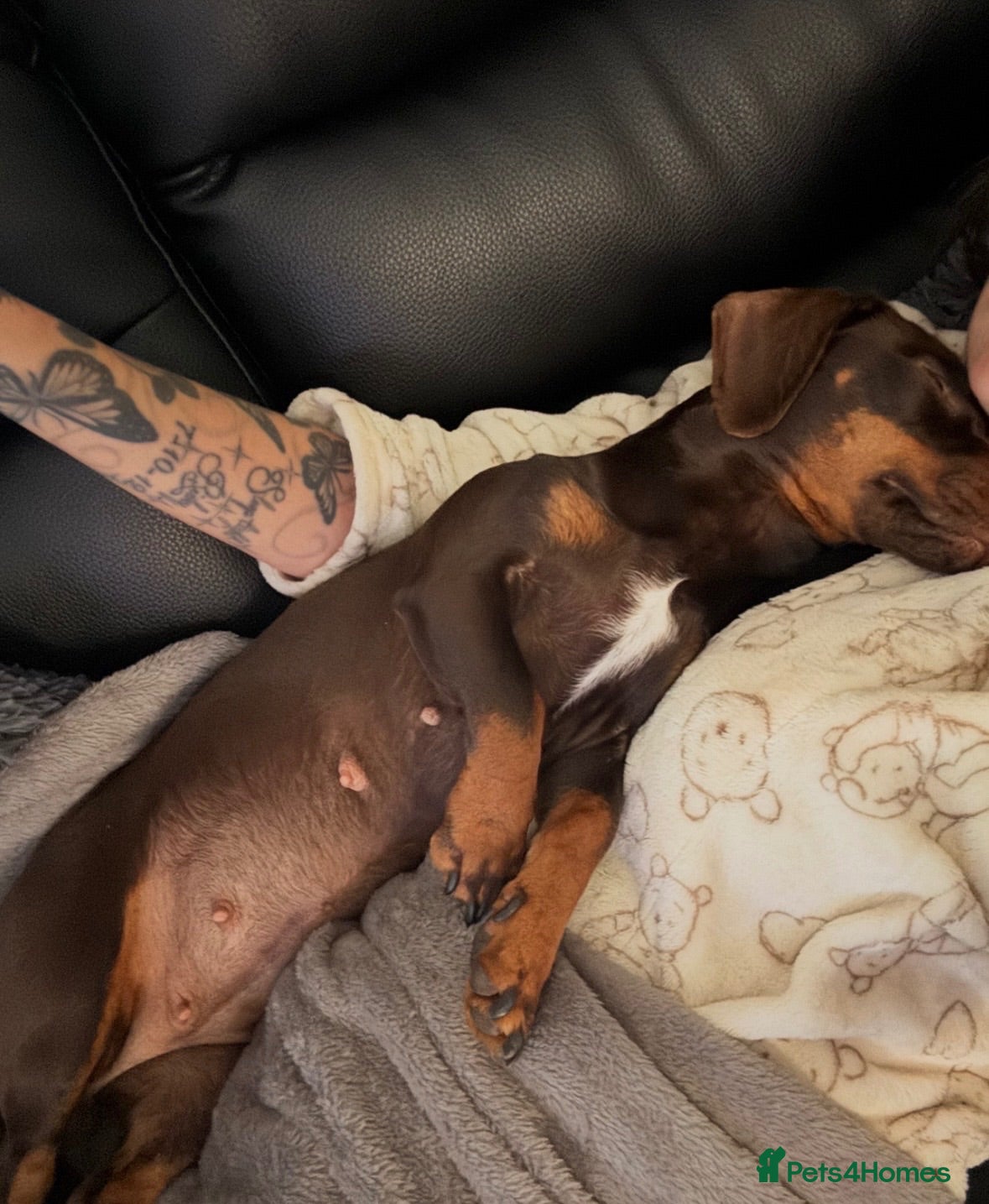 Dachshund dogs Male  - Advert 3