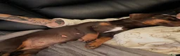 Dachshund dogs for sale: Male  - Advert 1