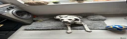 Dalmatian dogs for sale: Jasper & Maisie both must go together  - Advert 8