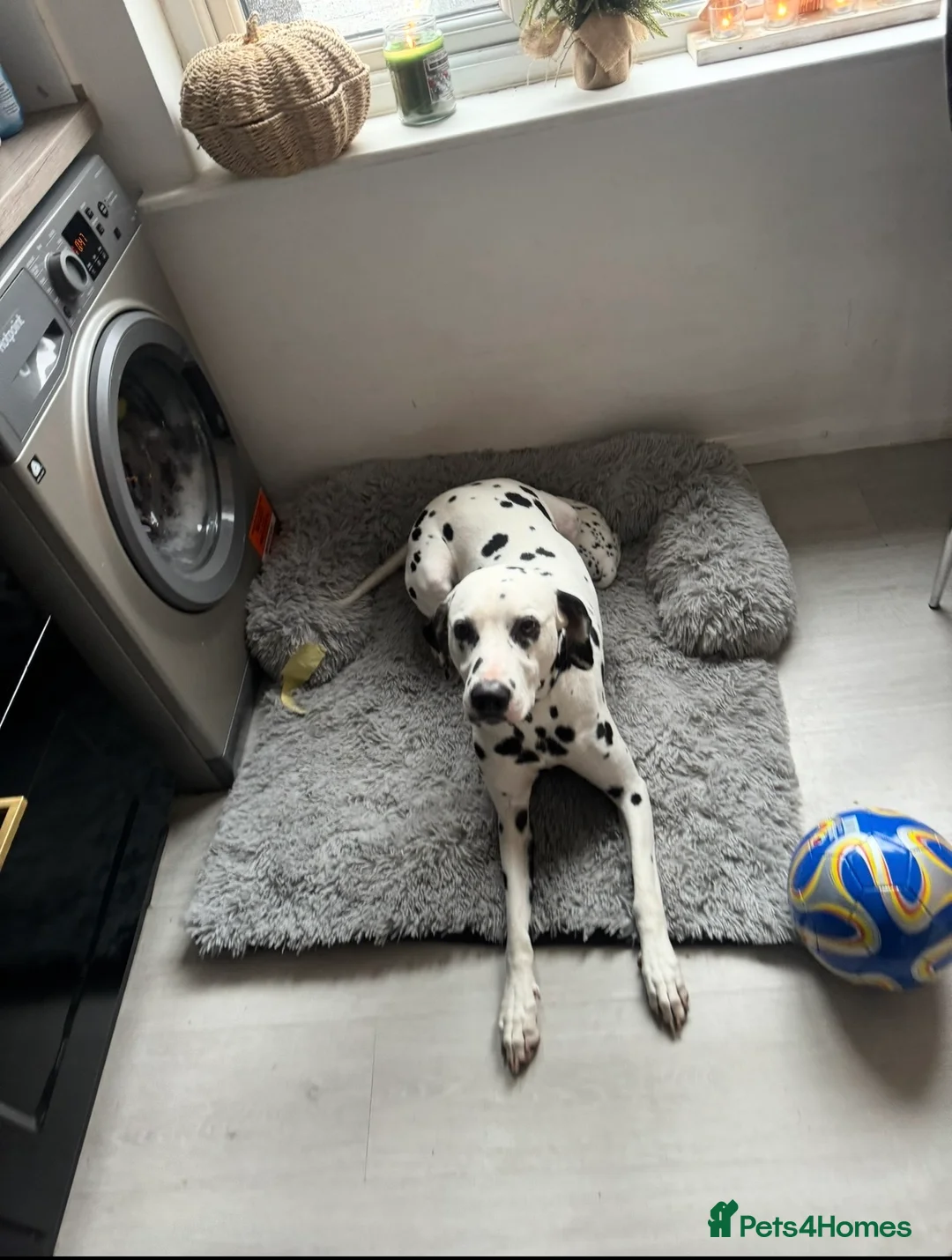 Dalmatian dogs for sale: Jasper & Maisie both must go together  - Advert 8