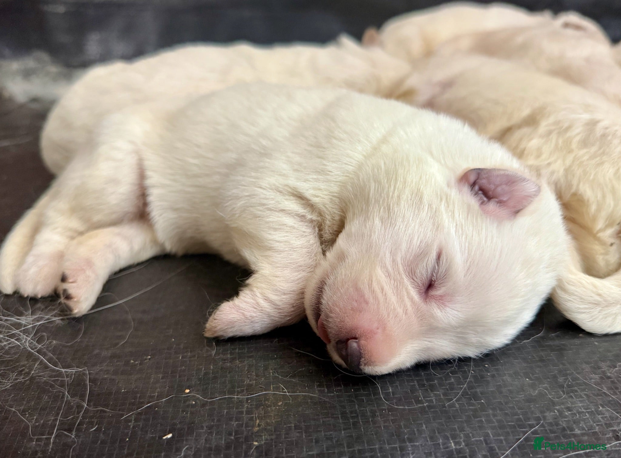 German Shepherd dogs Beautiful White Pedigree German Shepherd Puppies - Advert 1