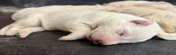 German Shepherd dogs for sale: Beautiful White Pedigree German Shepherd Puppies - Advert 9