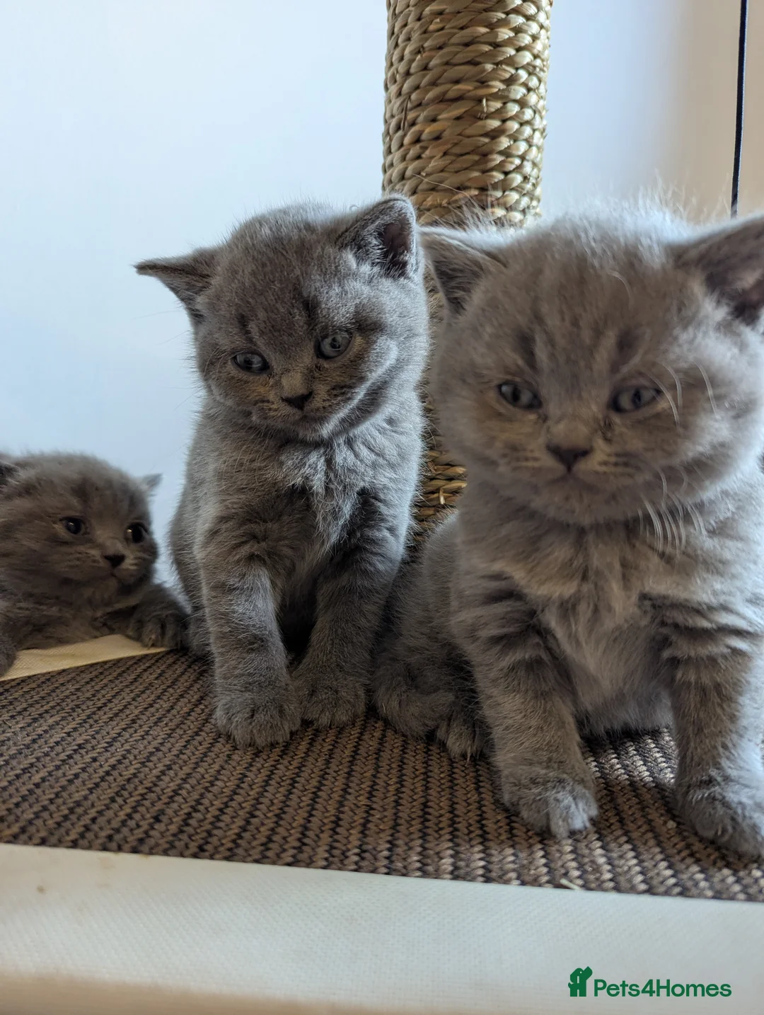British Shorthair cats for sale: British shorthairs champion line purebred - Advert 1