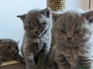 British Shorthair cats British shorthairs champion line purebred - Advert 1