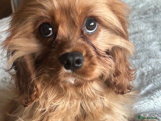 Cavapoo dogs Cavapoo F1 male puppy - Advert 1