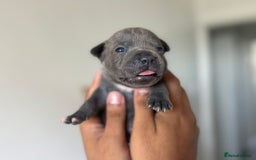 Staffordshire Bull Terrier dogs for sale: 😍😍 BEAUTIFUL & CHUNKY BLUES💙 - Image 28