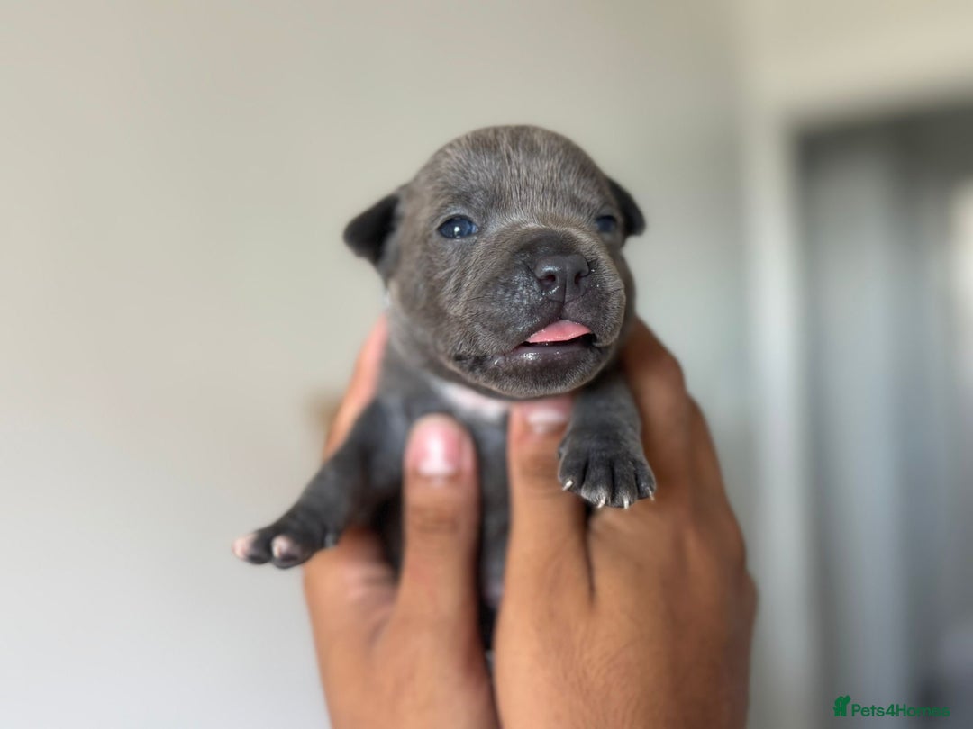 Staffordshire Bull Terrier dogs for sale: 😍😍 BEAUTIFUL & CHUNKY BLUES💙 - Image 28