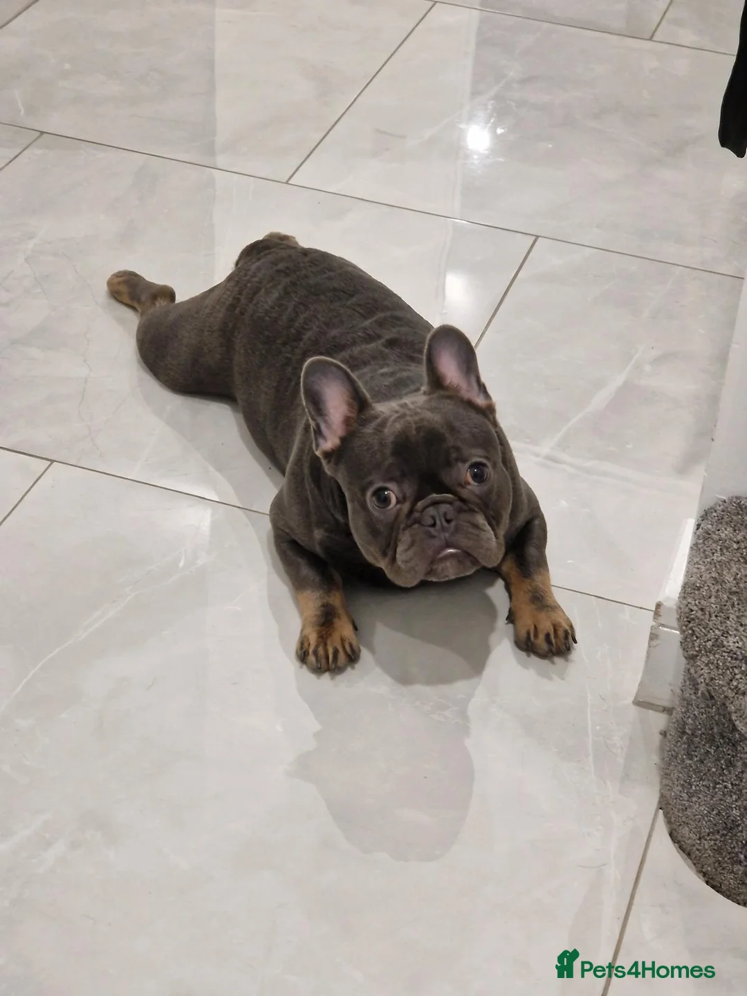 French Bulldog dogs for sale: Beautiful 3-Year-Old French Bulldog – £1,000  - Advert 1