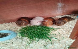 Guinea Pig rodents for sale: Beautiful male Guinea pigs - Image 1