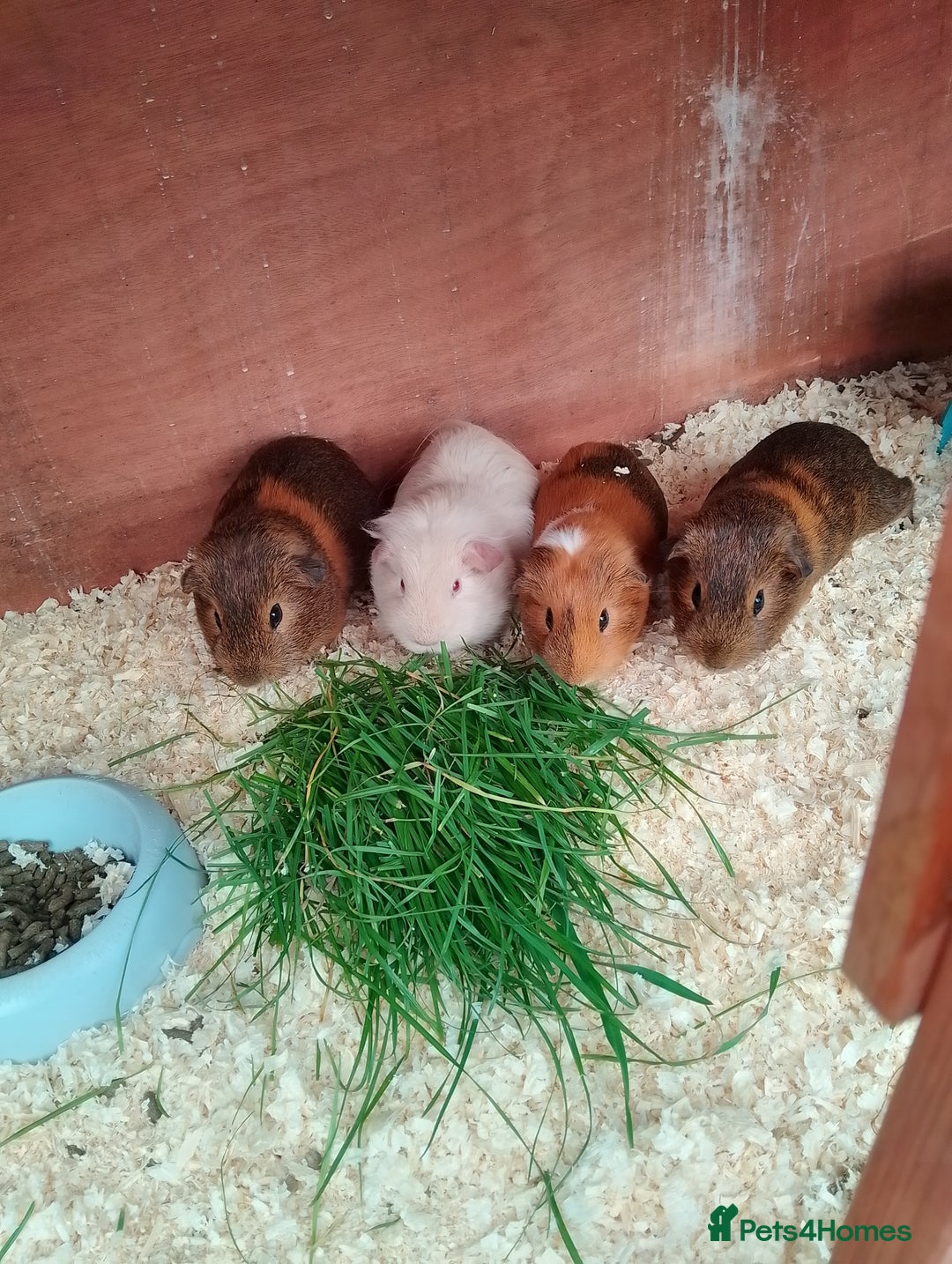 Guinea Pig rodents for sale: Beautiful male Guinea pigs - Image 1