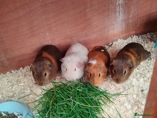 Guinea Pig rodents - Advert 32