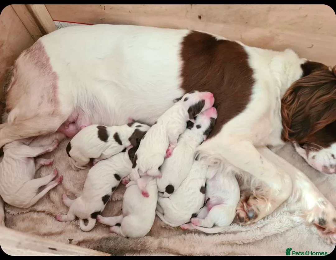 English Springer Spaniel dogs for stud: KC Registered English Springer Spaniel Stud in Bexhill-on-Sea - Advert 5