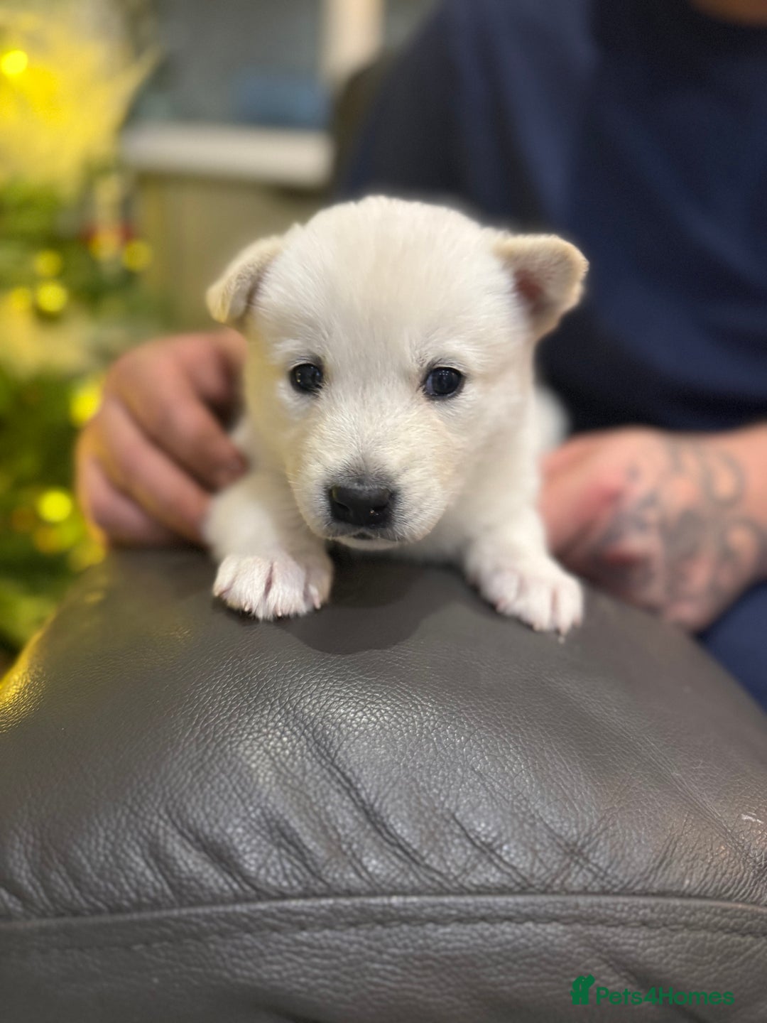 Utonagan dogs for sale: Alaskan malamute x husky  - Advert 4