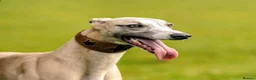 Whippet dogs for sale: Outstanding kc whippet - Advert 7