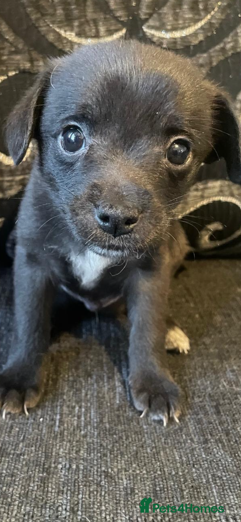 Mixed Breed dogs Pom-a-jacks - Advert 2