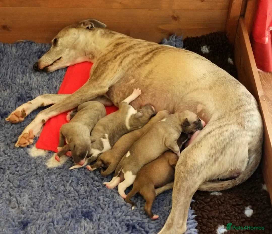 Whippet dogs for stud: KC Reg Heart Tested Gorgeous Fawn Whippet at Stud  in Bristol - Advert 13