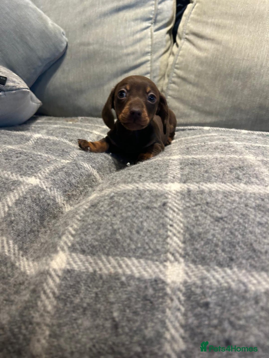 Miniature Dachshund dogs for sale: Stunning Miniature Dachshund Puppies-KC Registered - Advert 17