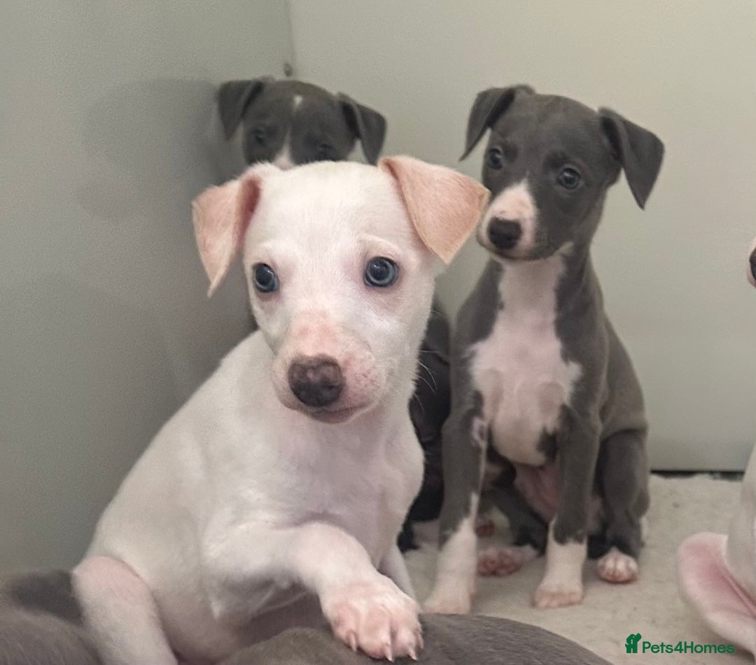 Whippet dogs for sale: Pedigree whippet puppy’s  - Advert 7