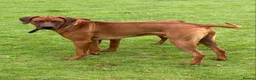 Rhodesian Ridgeback dogs for sale: Waiting List Open - Due 20th April 26  - Advert 6