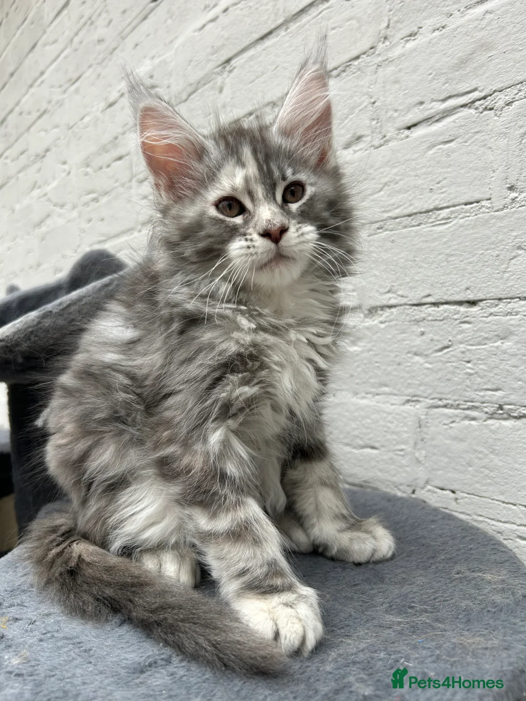 Maine Coon cats for sale: TICA reg Pedigree Maine Coon Kittens  - Advert 16