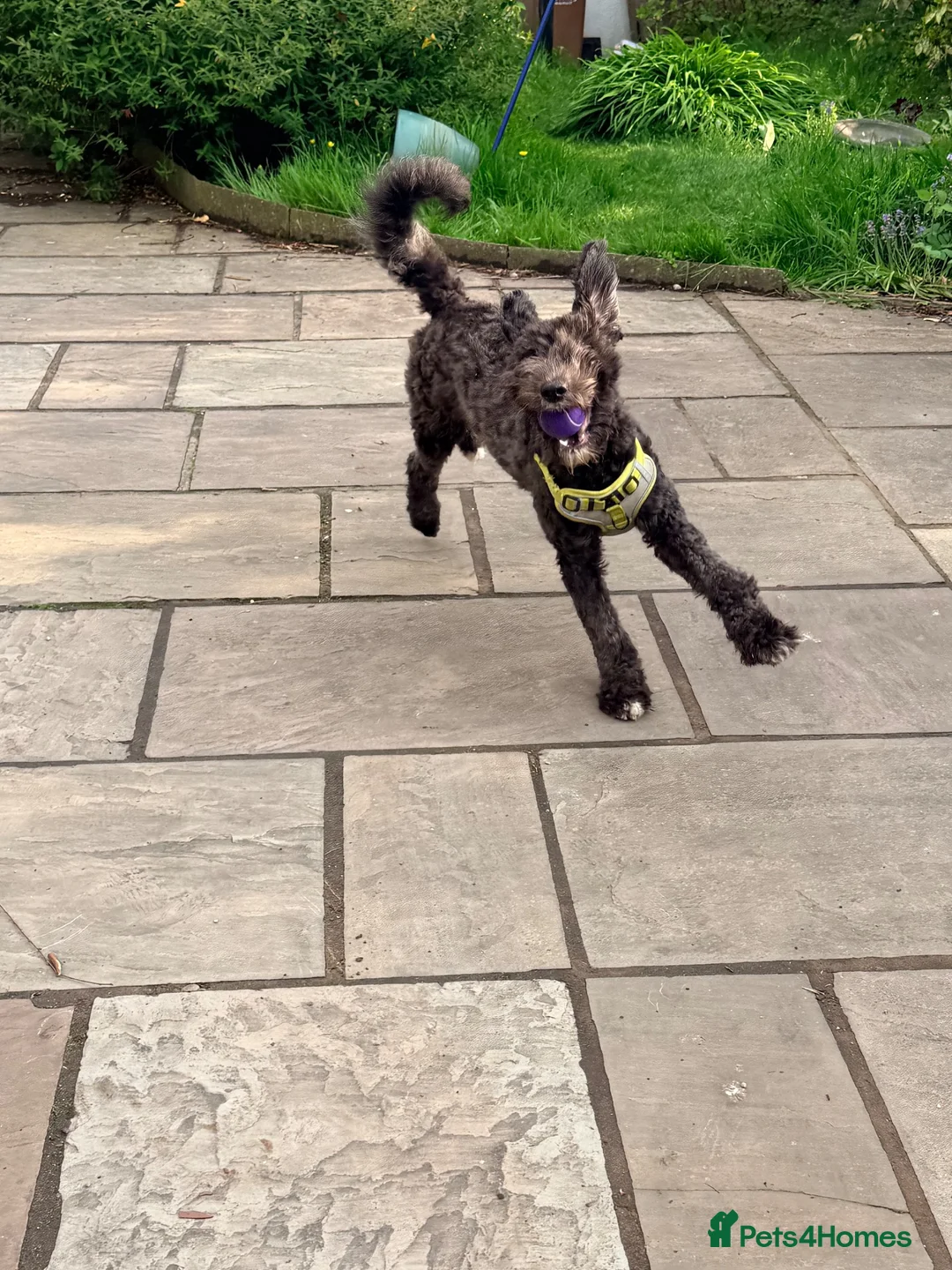 Mixed Breed dogs for sale: beautiful sheepadoodle looking for a forever home - Advert 2