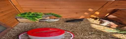 Quail poultry for sale: 2 quails and housing for sale - Advert 2