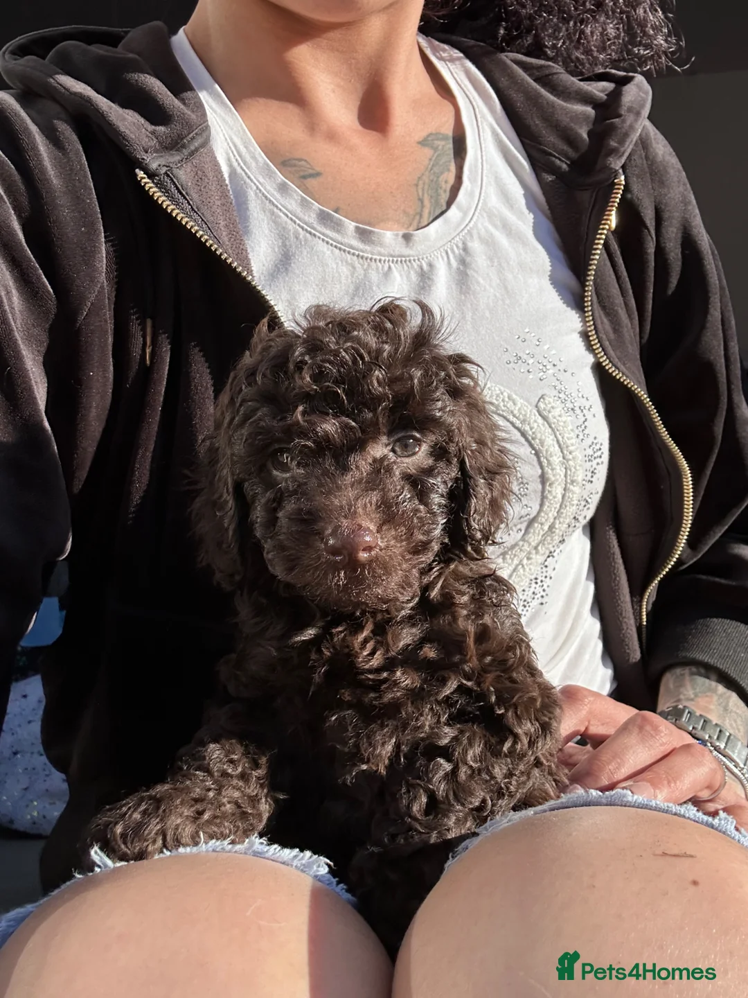 Cockapoo dogs for sale: Cockapoos in Doncaster - Advert 2