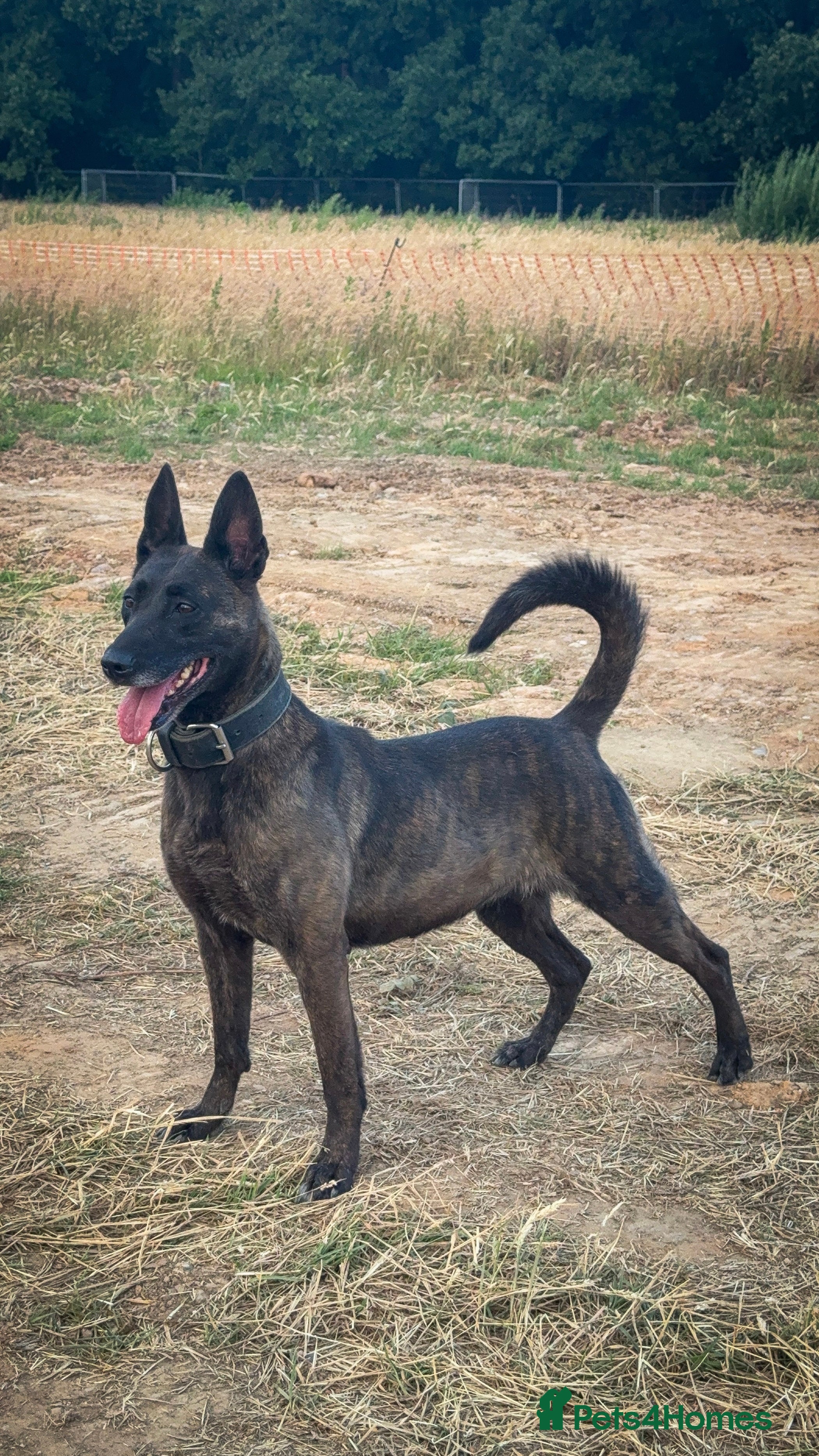 Belgian Shepherd Dog dogs 15 week old dutch herder male - Advert 3