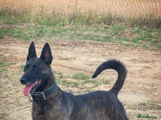 Belgian Shepherd Dog dogs 15 week old dutch herder male - Advert 12