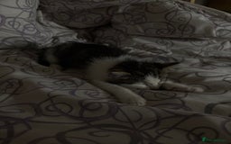 Mixed Breed cats for sale: Mixed Kittens - Image 11