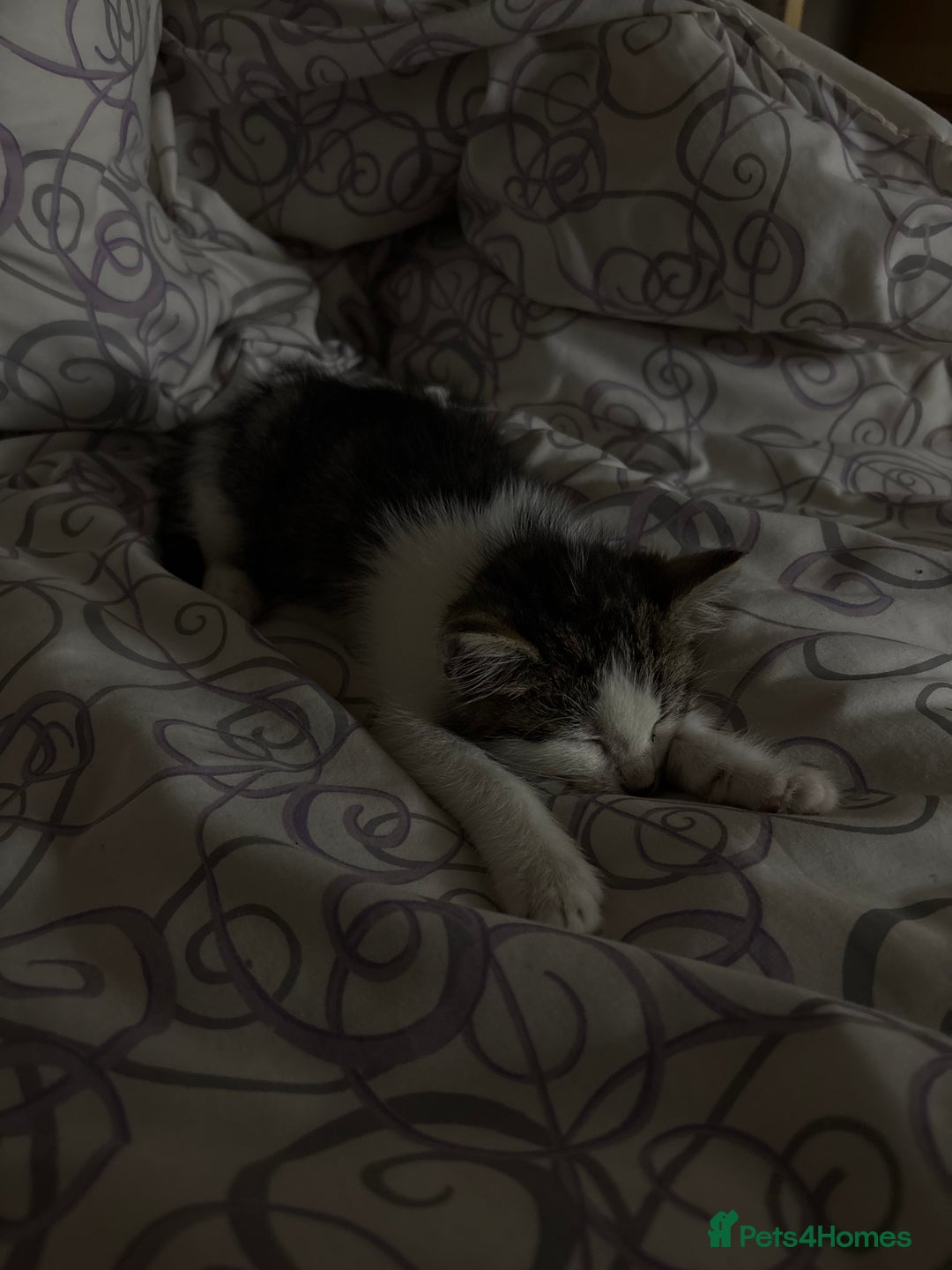 Mixed Breed cats for sale: Mixed Kittens - Image 11