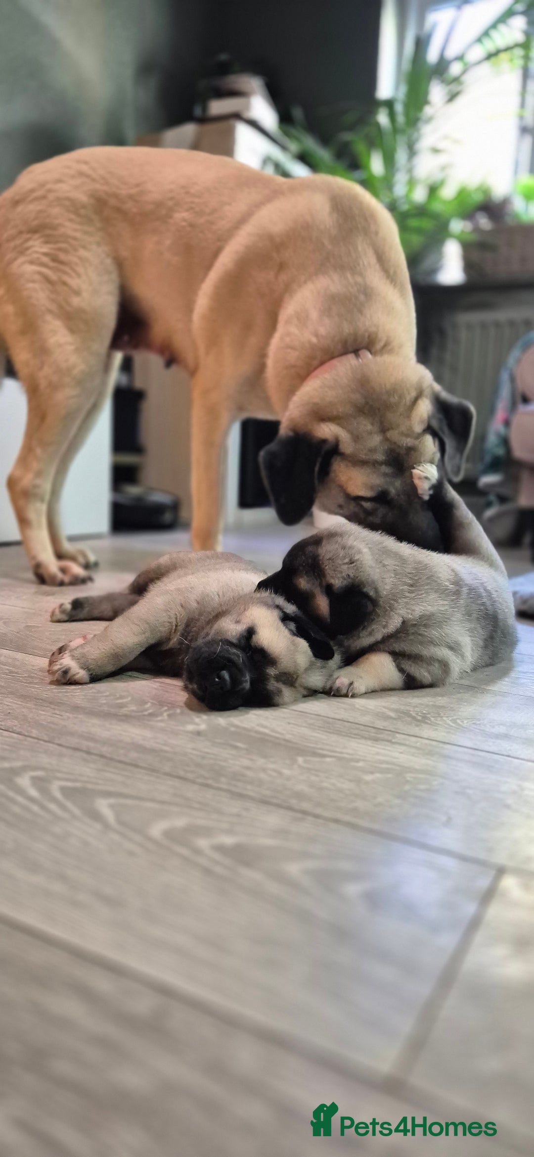 Turkish Kangal dogs for sale: Female Kangals - Advert 4