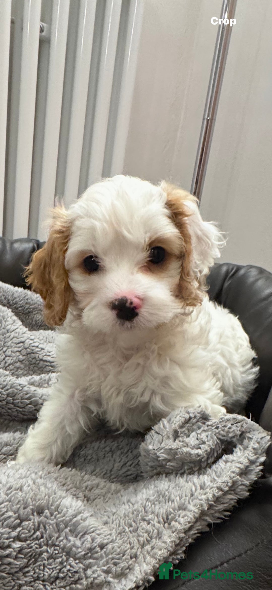 Cavapoo dogs for sale: Stunning F1 Toy Cavapoo puppies  - Advert 1