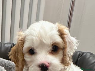 Cavapoo dogs Stunning F1 Toy Cavapoo puppies - Advert 6