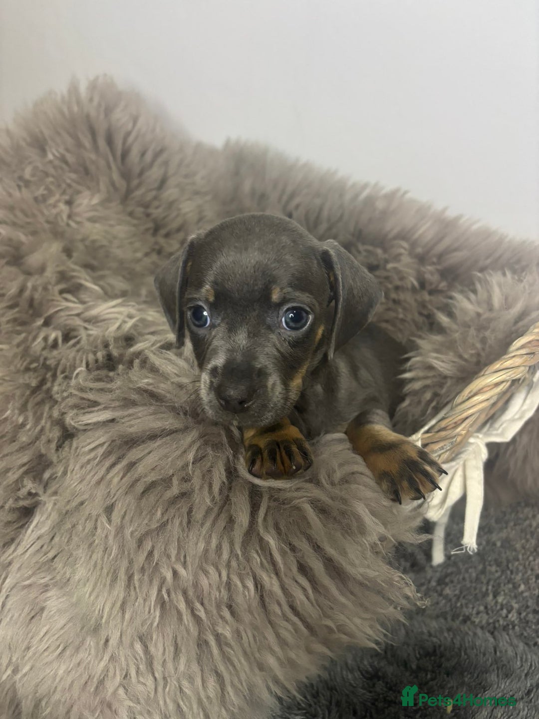 Mixed Breed dogs for sale: Beautiful litter of French bulldog x dachshund  - Advert 8