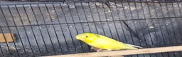 Budgerigars birds for sale: Super silly hand tamed baby budgies  - Advert 14