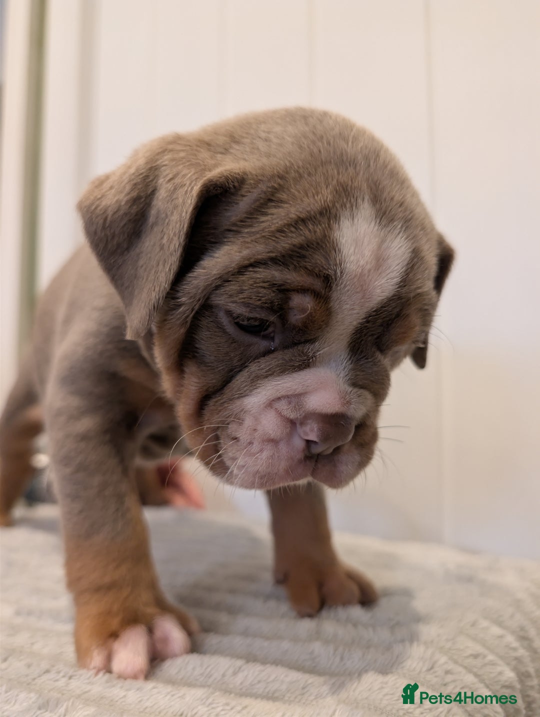 Old Tyme Bulldog dogs for sale: Kyro & Lyla Litter Old Tyme Old English Bullgdog - Image 8