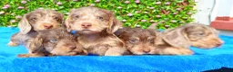 Miniature Dachshund dogs for sale: QUALITY MINI WIRES KC REG HEALTH TESTED PARENTS - Advert 1