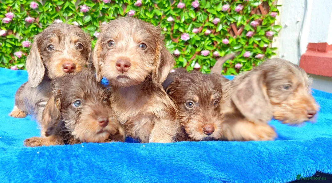 Miniature Dachshund dogs for sale: QUALITY MINI WIRES KC REG HEALTH TESTED PARENTS - Advert 1