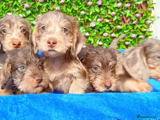 Miniature Dachshund dogs for sale: QUALITY MINI WIRES KC REG HEALTH TESTED PARENTS - Advert 1