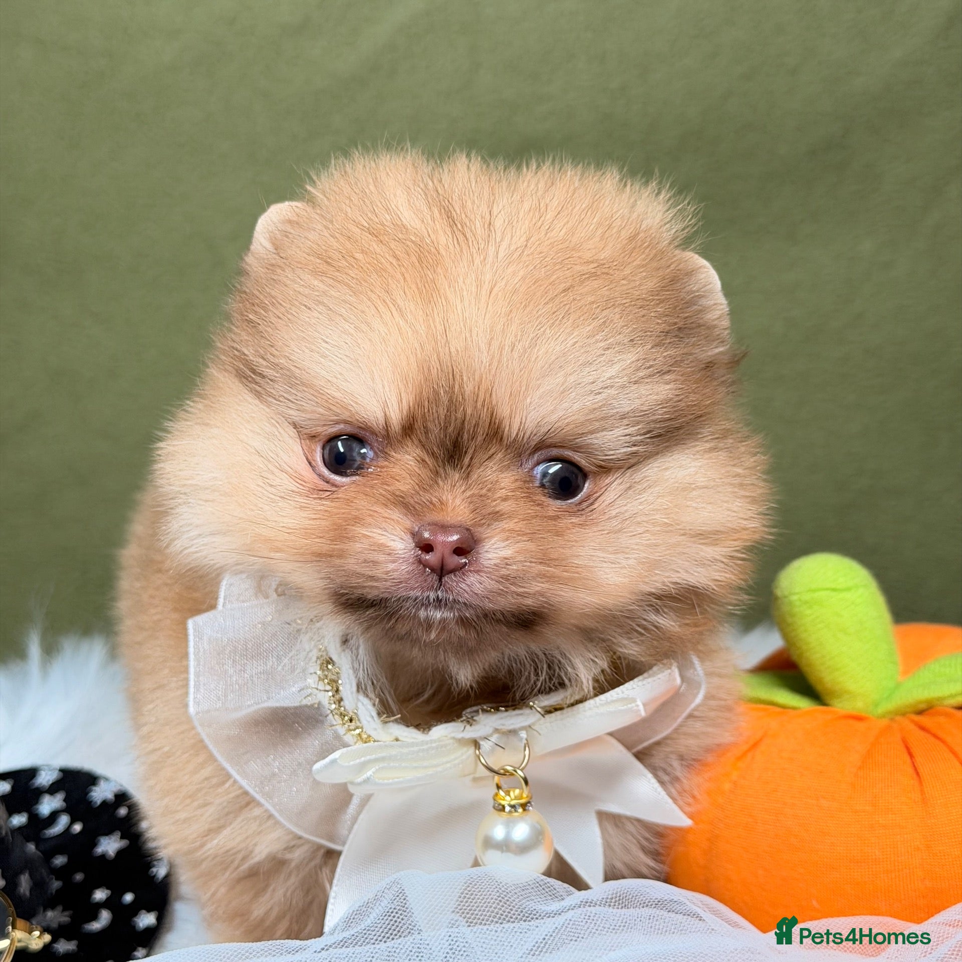 Pomeranian dogs BEAUTIFUL TEDDY FACE POMERANIAN PUPPIES KC ❤️✨ - Advert 6