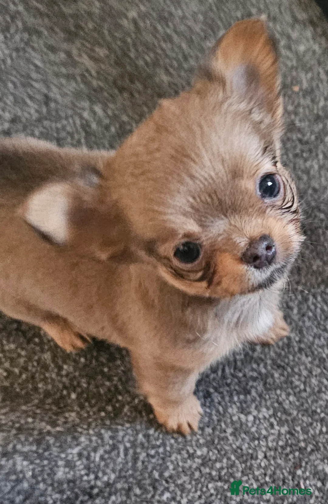 Chihuahua dogs for sale: Chiuahuah pups......lilac merle, fawn, white brown - Advert 29