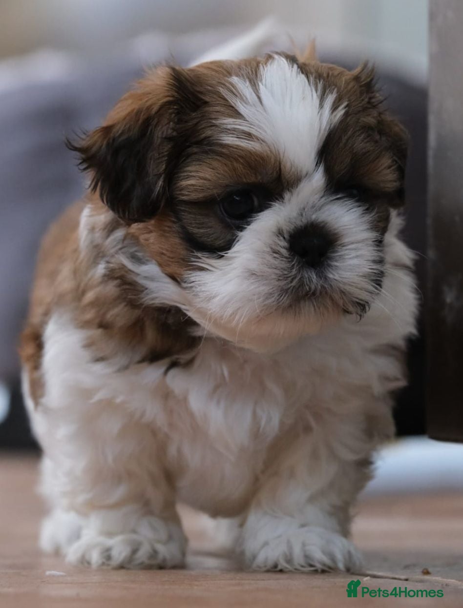 Shih Tzu dogs 3 Beautiful shih tzu puppies  - Advert 2