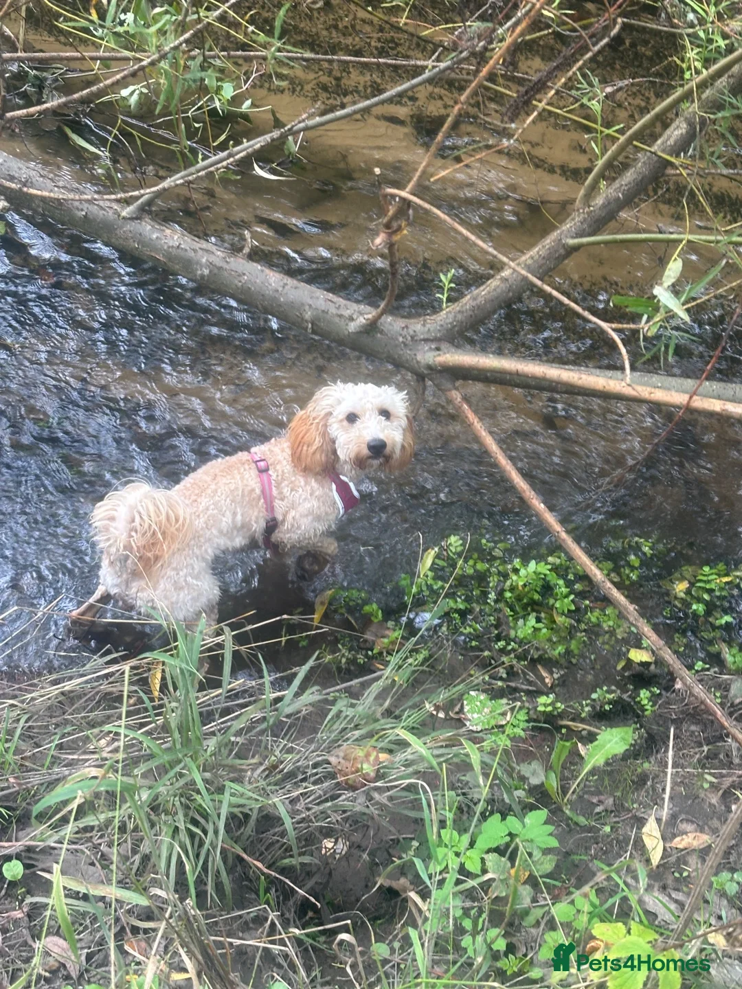 Cockapoo dogs for sale: 11 month old cockerpoo - Advert 2