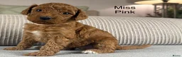 Double Doodle dogs for sale: A REALLY EXCITING MIX OF BREEDS. GORGEOUS!!! - Advert 37