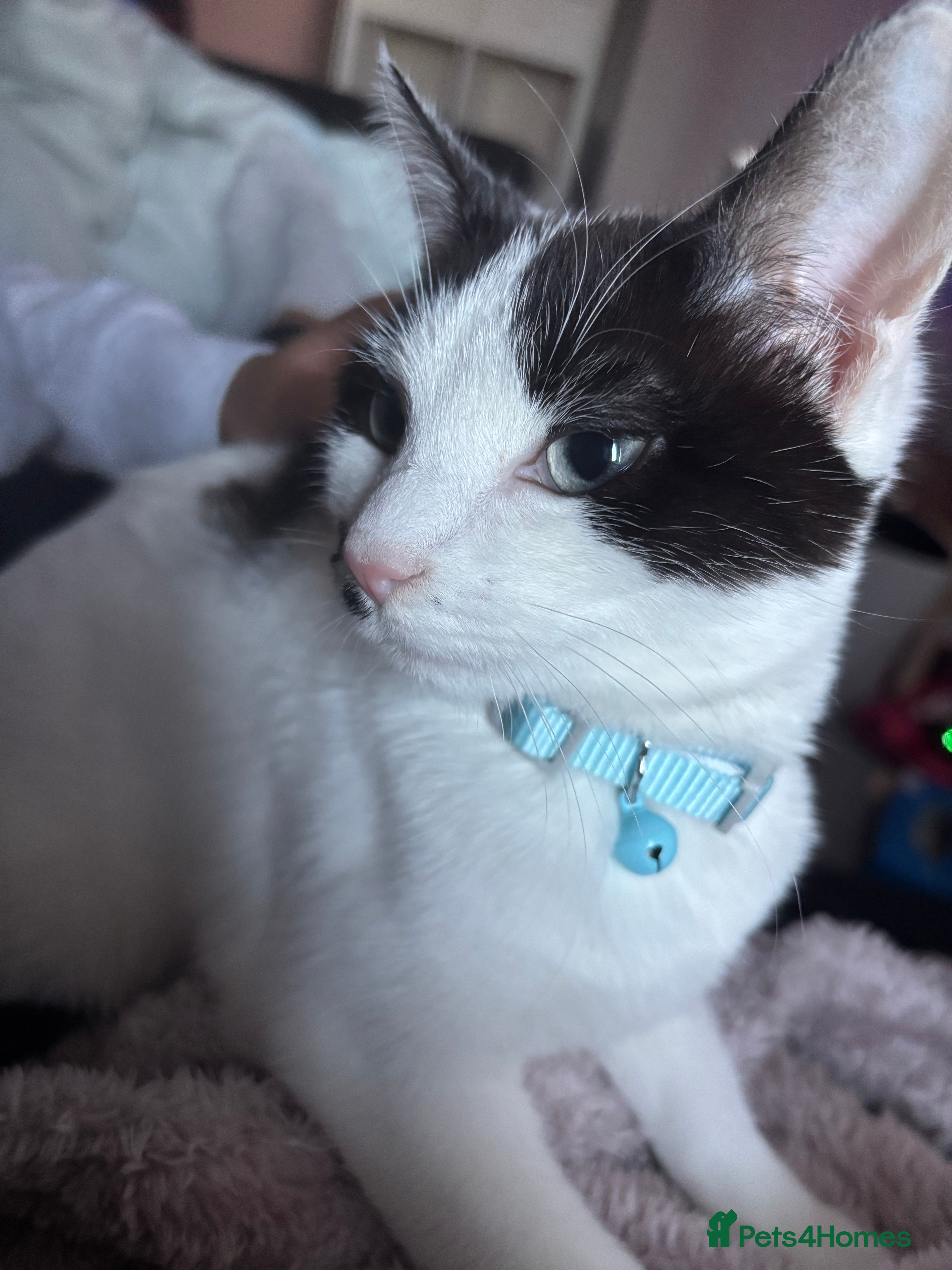 Mixed Breed cats Friendly kitten looking for a home - Advert 5